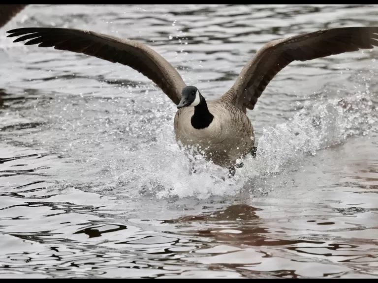 A Canada goose at Hager Pond in Marlborough, photographed by Steve Forman.