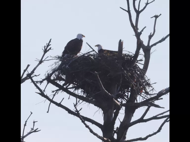Bald eagles at the Sudbury Reservoir in Southborough, photographed by Steve Forman.
