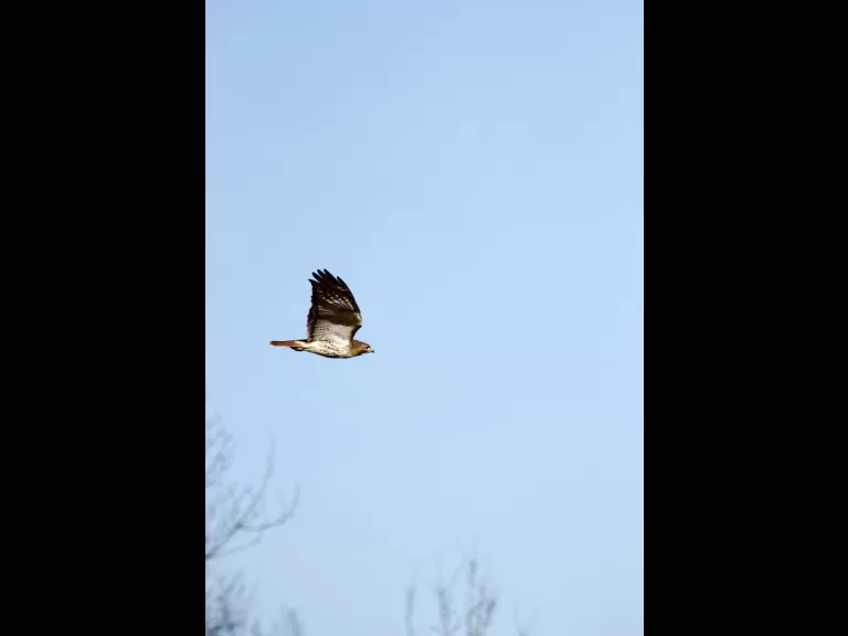 A red-tailed hawk at Lake Chauncy in Westborough, photographed by Mason Missaggia.