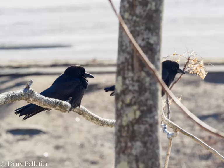American crows at Mill Pond in Maynard, photographed by Dany Pelletier.