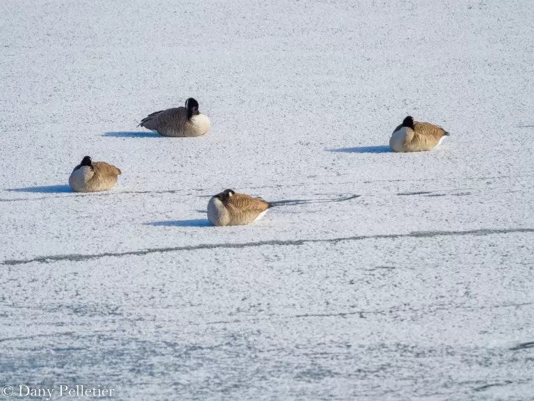 Canada geese at Mill Pond in Maynard, photographed by Dany Pelletier.