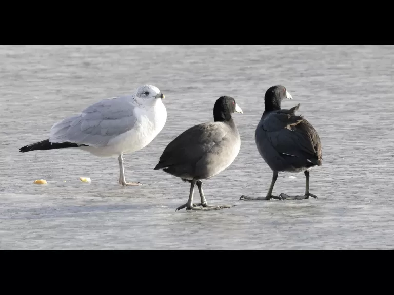 A ring-billed gull and American coots at Hager Pond in Marlborough, photographed by Steve Forman.