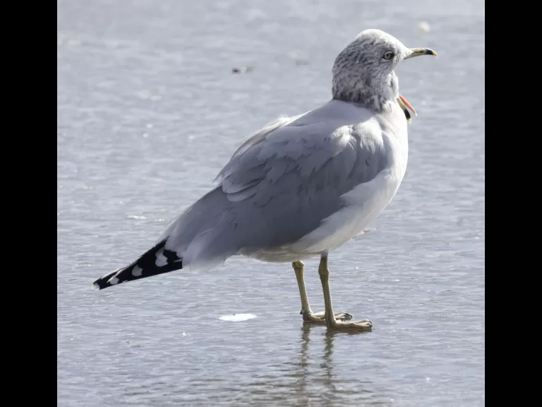 A ring-billed gull at Hager Pond in Marlborough, photographed by Steve Forman.
