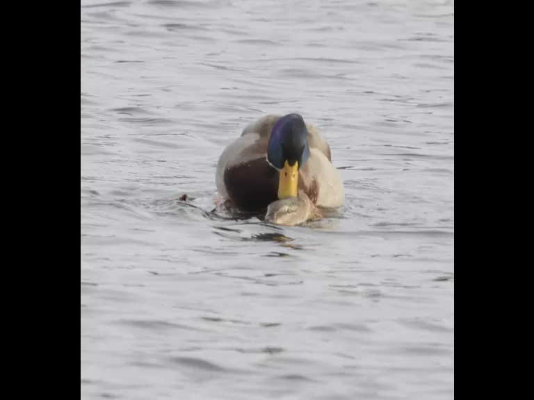 A pair of mating mallards at Hager Pond in Marlborough, photographed by Steve Forman. A pair of mating mallards at Hager Pond in Marlborough, photographed by Steve Forman.