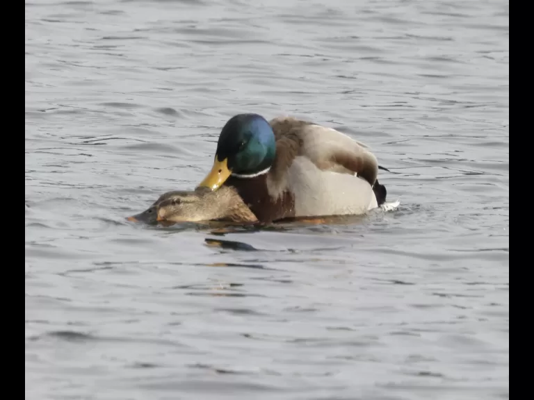 A pair of mating mallards at Hager Pond in Marlborough, photographed by Steve Forman. A pair of mating mallards at Hager Pond in Marlborough, photographed by Steve Forman.