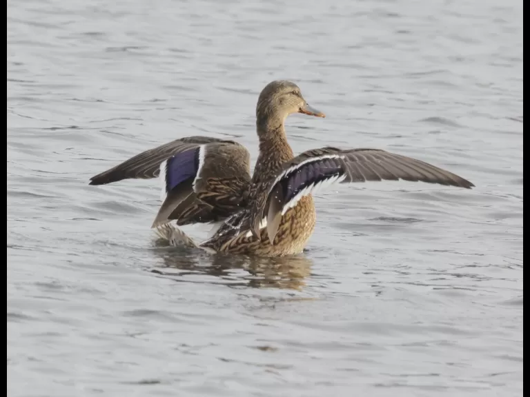 A pair of mating mallards at Hager Pond in Marlborough, photographed by Steve Forman. A pair of mating mallards at Hager Pond in Marlborough, photographed by Steve Forman.