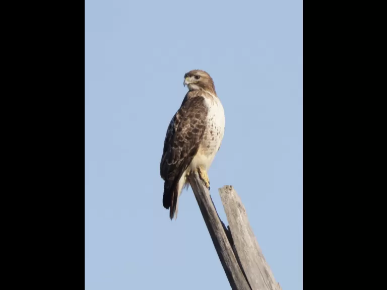 A red-tailed hawk at Breakneck Hill Conservation Land in Southborough, photographed by Steve Forman.