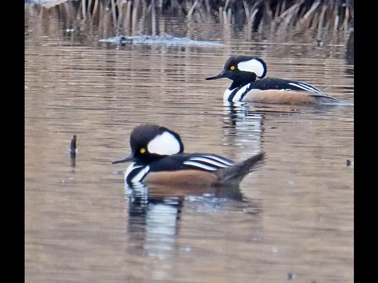 Hooded mergansers in Wayland, photographed by Joan Chasan.