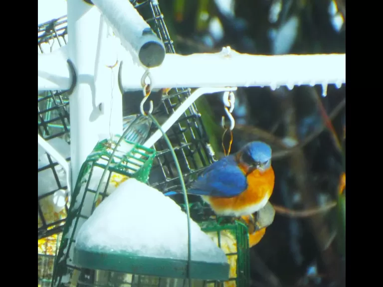Eastern bluebirds at feeders in Harvard, photographed by Robin Right.