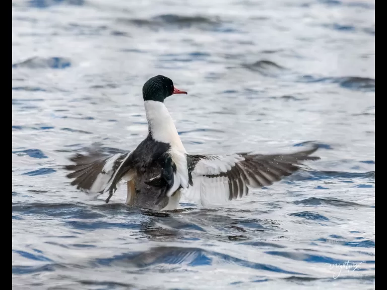 A common merganser at Lake Chauncy in Westborough, photographed by Nancy Wright.