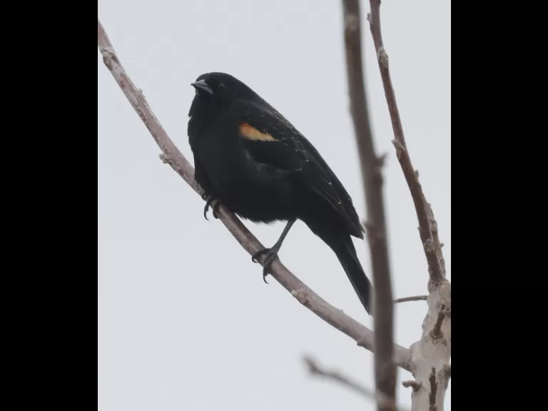 A red-winged blackbird at Breakneck Hill Conservation Land in Southborough, photographed by Steve Forman.