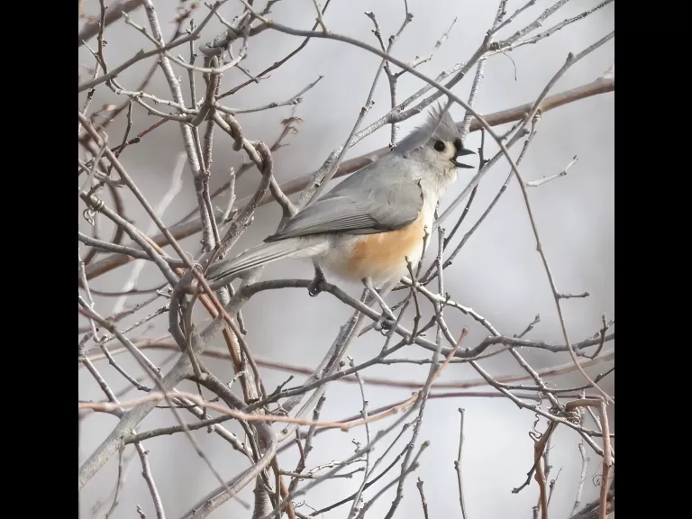 A tufted titmouse at Breakneck Hill Conservation Land in Southborough, photographed by Steve Forman.