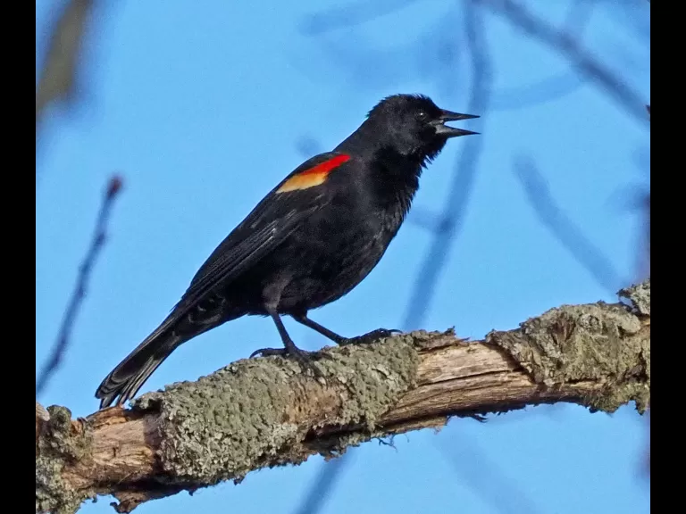A red-winged blackbird at Great Meadows National Wildlife Refuge in Concord, photographed by Joan Chasan.