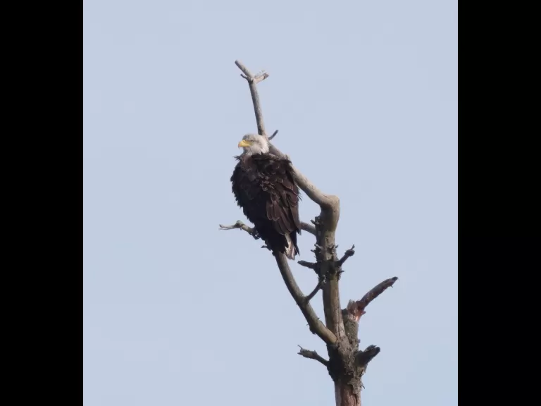 A bald eagle at the Sudbury Reservoir in Southborough, photographed by Steve Forman.