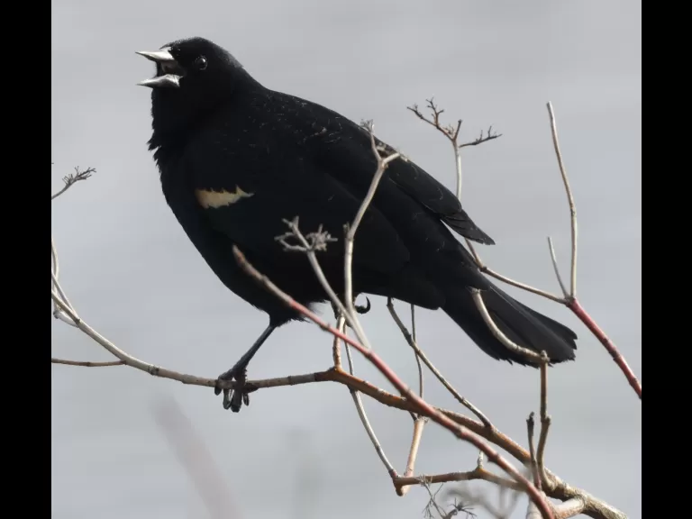 A red-winged blackbird at Hager Pond in Marlborough, photographed by Steve Forman.