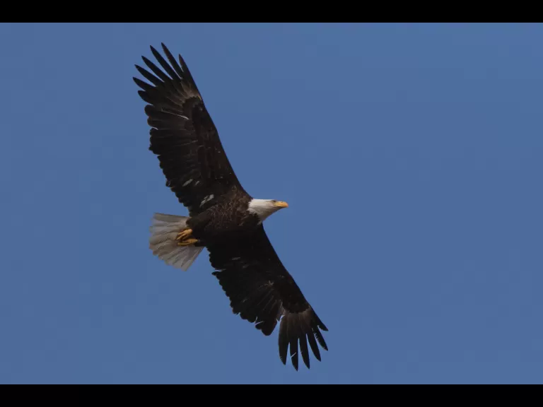 A bald eagle at Heard Farm Conservation Area in Wayland, photographed by Mason Missaggia.