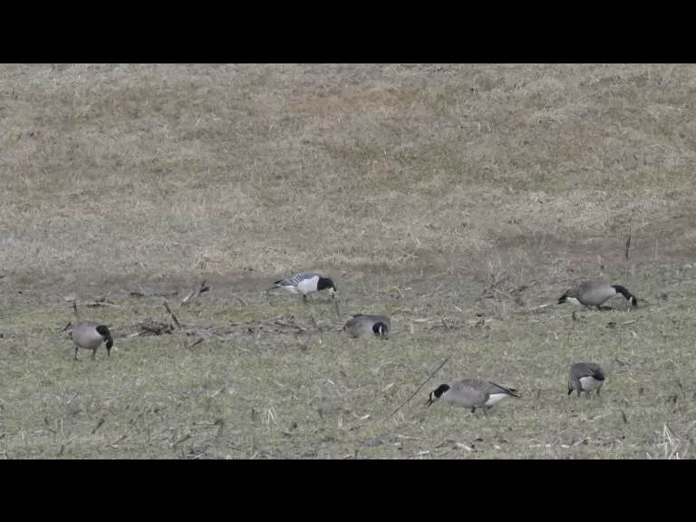 A barnacle goose amongst Canada geese in Acton, photographed by Gail Sartori.