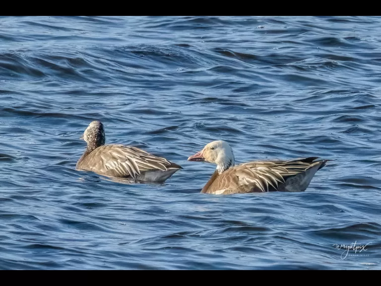 Snow geese on Lake Chauncy in Westborough, photographed by Nancy Wright.