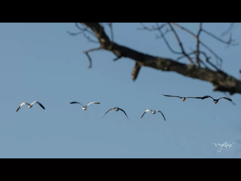 Snow geese on Lake Chauncy in Westborough, photographed by Nancy Wright.
