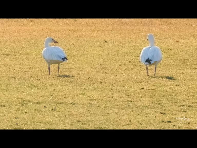 Snow geese on Lake Chauncy in Westborough, photographed by Nancy Wright.