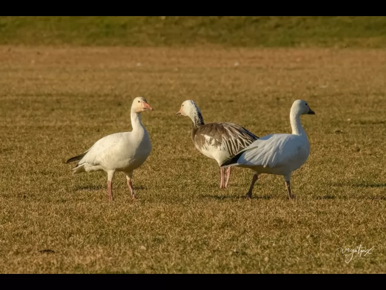 Snow geese on Lake Chauncy in Westborough, photographed by Nancy Wright.