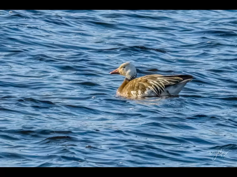 A snow goose on Lake Chauncy in Westborough, photographed by Nancy Wright.