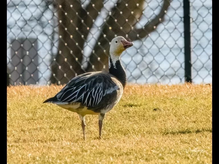 A snow goose at Lake Chauncy in Westborough, photographed by Nancy Wright.