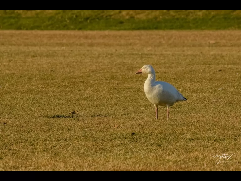 A snow goose at Lake Chauncy in Westborough, photographed by Nancy Wright.
