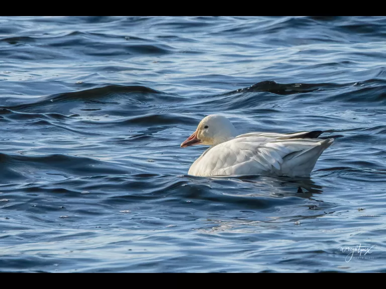 A snow goose on Lake Chauncy in Westborough, photographed by Nancy Wright.