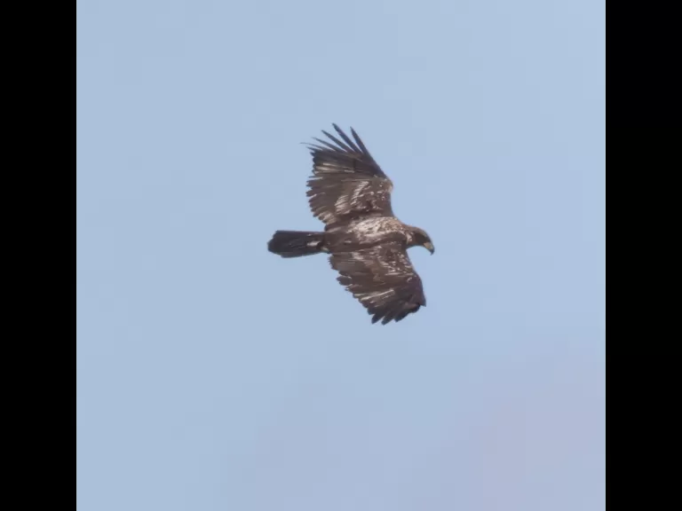 A bald eagle over Bartlett Pond in Northborough, photographed by Steve Forman.
