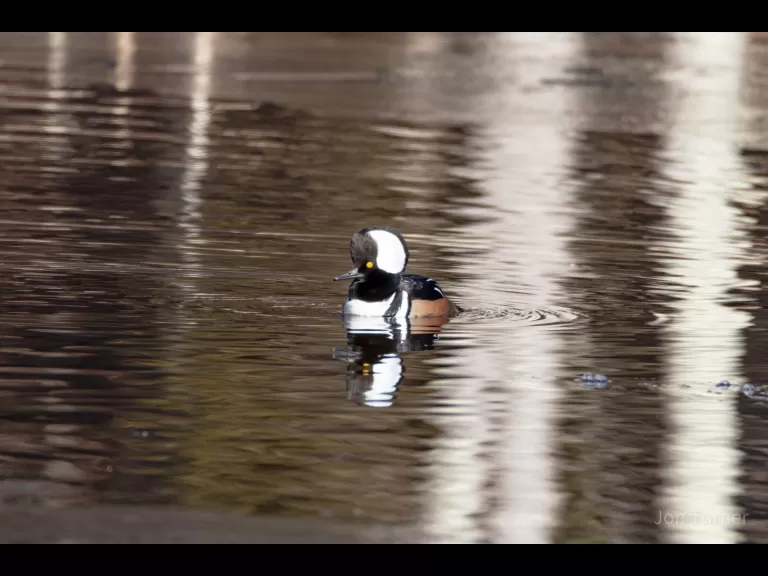 A hooded merganser in Harvard, photographed by Jon Turner.