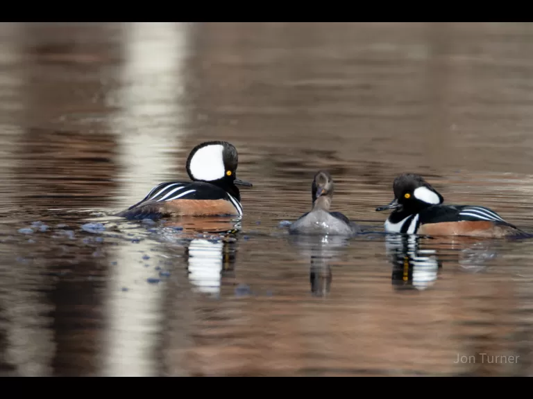 Hooded mergansers in Harvard, photographed by Jon Turner.