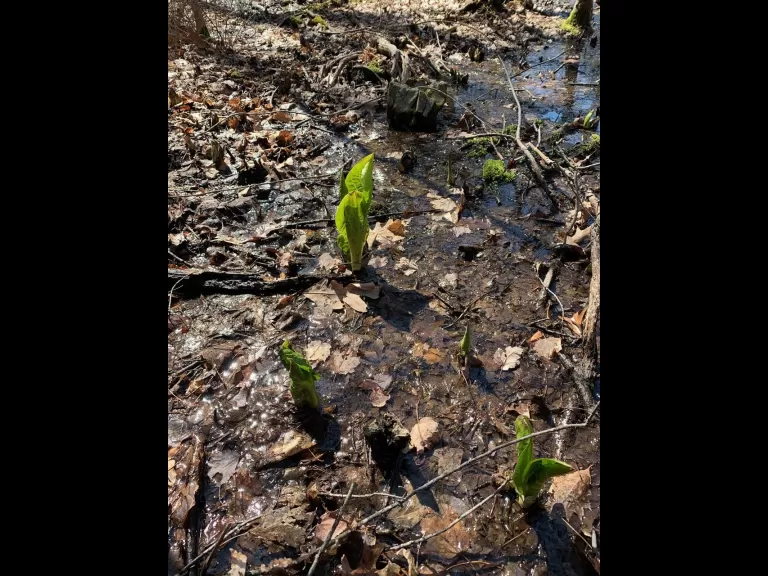 Skunk cabbage at Cowassock Woods in Framingham, photographed by Rob St. Germain.