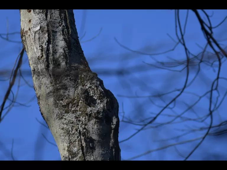 A brown creeper at SVT's Upper Mill Brook Conservation Area in Wayland, photographed by Gail Sartori.