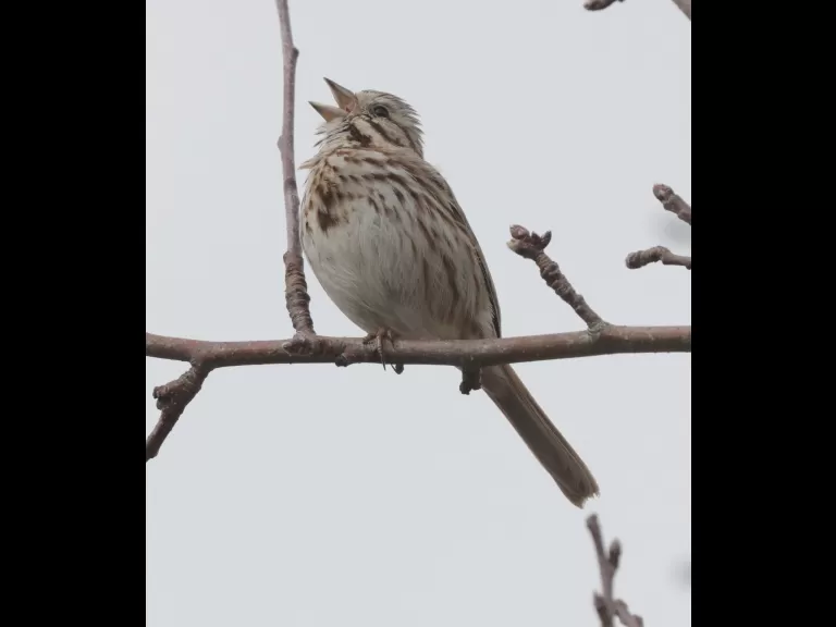 A song sparrow at Breakneck Hill Conservation Land in Southborough, photographed by Steve Forman.