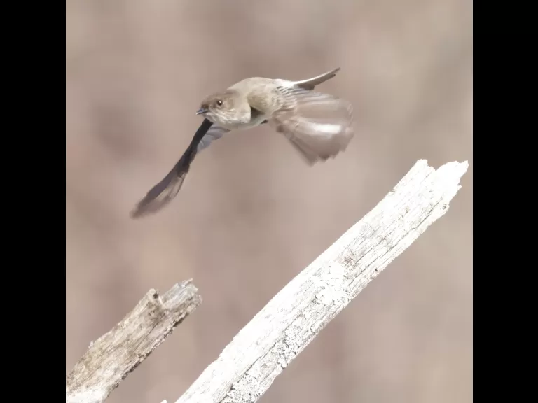 An eastern phoebe at MacCallum Wildlife Management Area in Northborough, photographed by Steve Forman.