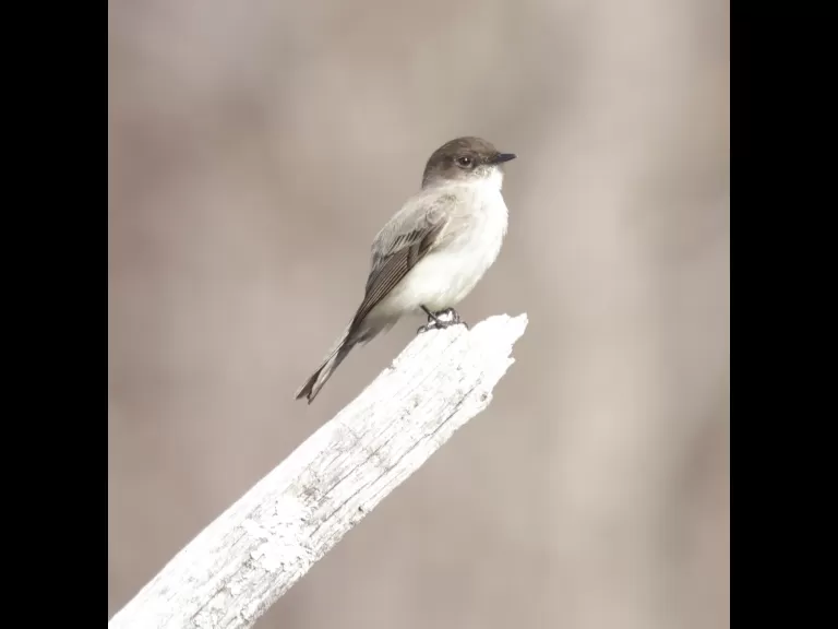 An eastern phoebe at MacCallum Wildlife Management Area in Northborough, photographed by Steve Forman.