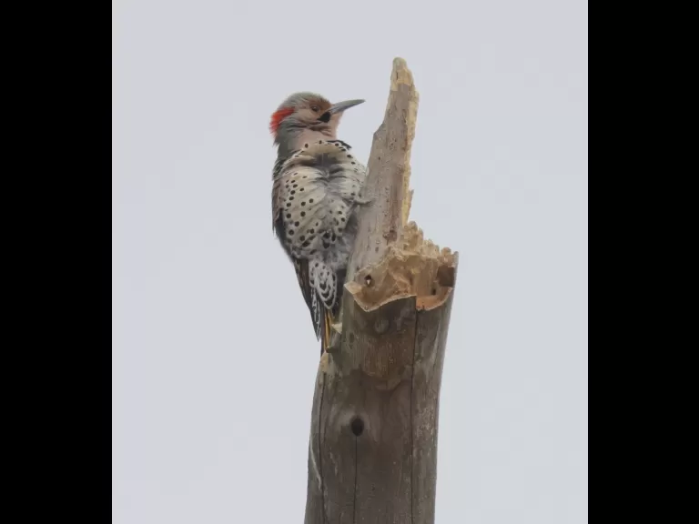 A northern flicker at Breakneck Hill Conservation Land in Southborough, photographed by Steve Forman.