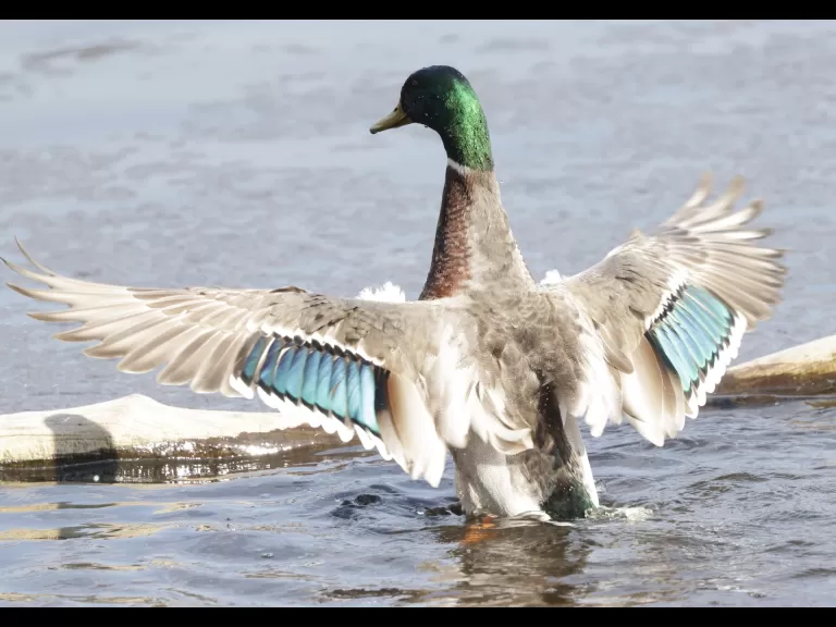 A mallard at Hager Pond in Marlborough, photographed by Steve Forman.