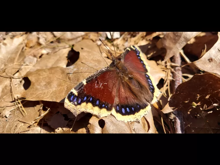 A mourning cloak butterfly at Assabet River National Wildlife Refuge in Sudbury, photographed by William Watt.
