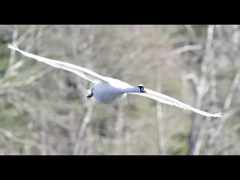 A mute swan at Hager Pond in Marlborough, photographed by Steve Forman.