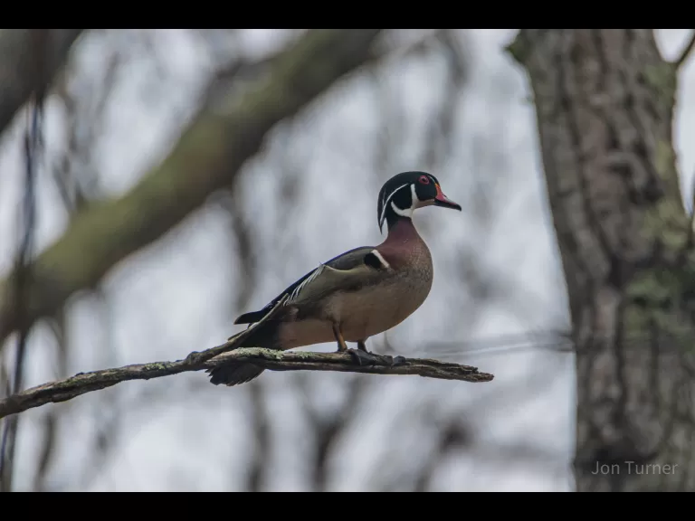 A wood duck in Harvard, photographed by Jon Turner.