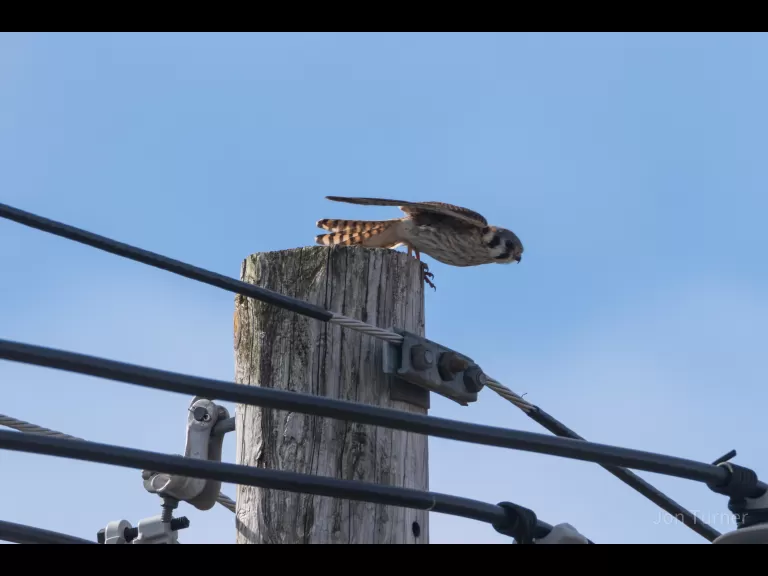 An American kestrel in Harvard, photographed by Jon Turner.