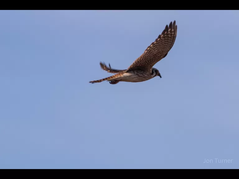 An American kestrel in Harvard, photographed by Jon Turner.