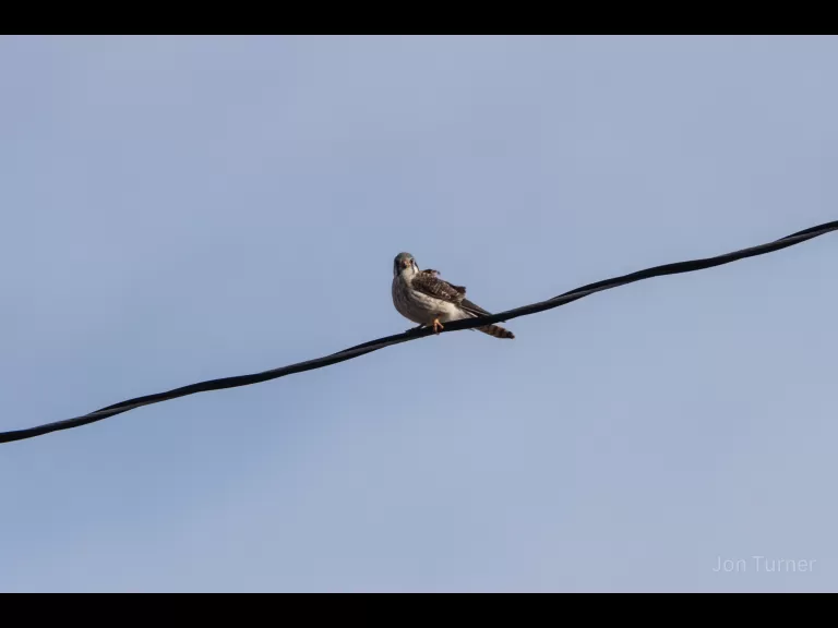 An American kestrel in Harvard, photographed by Jon Turner.