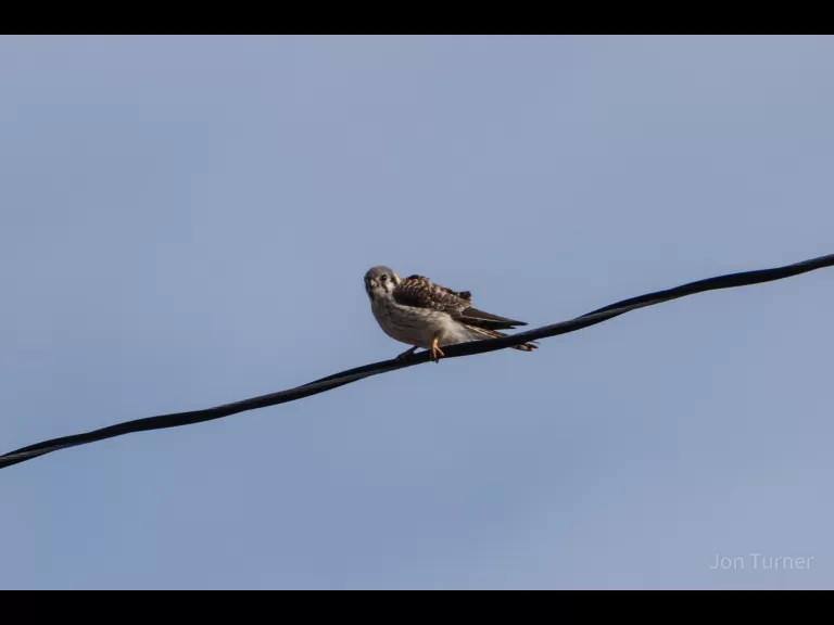 An American kestrel in Harvard, photographed by Jon Turner.