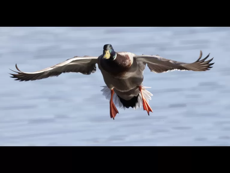 A mallard at Hager Pond in Marlborough, photographed by Steve Forman.