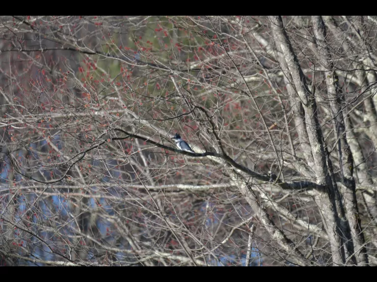 A belted kingfisher in Stow, photographed by Gail Sartori.