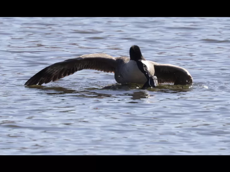 Mating Canada geese at Hager Pond in Marlborough, photographed by Steve Forman.