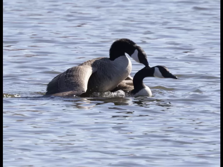 Mating Canada geese at Hager Pond in Marlborough, photographed by Steve Forman.